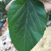 ORGANIC MULBERRY LEAVES / FRESHLY HARVESTED / SUSTAINABLE FARMING / MADE IN VIETNAM