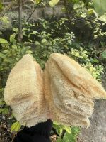 NATURAL LOOFAH SPONGE / SKIN SAFE / CLEAN LABEL / VEGAN FRIENDLY