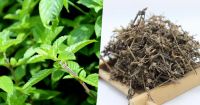 WILD HARVESTED GRASS JELLY LEAF / DAILY WELLNESS / NON-GMO / EARTH FRIENDLY