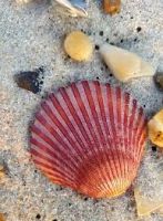 PREMIUM SCALLOP SHELL / GARDEN ENHANCEMENT / ECO-FRIENDLY / SEA-BASED