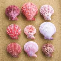 CRUSHED SCALLOP SHELL / SOIL CONDITIONING / NATURAL MINERALS / MARINE ORIGIN