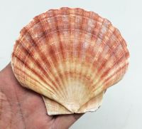 NATURAL SCALLOP SHELL / MINERAL RICH / CLEAN SURFACE / SEA ORIGIN