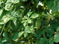 FRESH-DRIED BITTER MELON LEAF / ANTIOXIDANT SUPPORT / CLEAN LABEL / PLANT-BASED