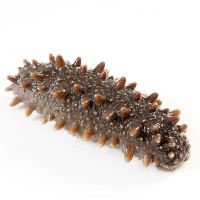 OCEAN-BASED WHOLE DRIED SEA CUCUMBER PRODUCT / CLEAN SOURCED / ADDITIVE-FREE