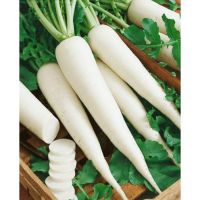FRESH FROZEN WHITE RADISH / CLEAN LABEL / PLANT-BASED / DIGESTION SUPPORT