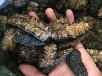 SUN-DRIED NONI FRUIT / ADDITIVE-FREE / VEGAN FRIENDLY / PURE NATURAL