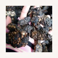 DRIED NONI SLICES / CLEAN LABEL / PLANT-BASED / NATURAL FRUIT FORM