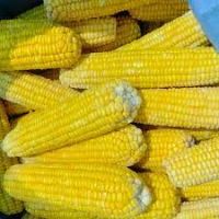 IQF SWEET CORN / PLANT ORIGIN / PURELY PROCESSED / READY TO USE