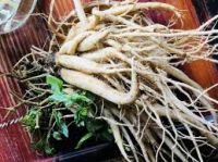 WILD DANG SHEN / DRIED ROOT PRODUCT / PLANT ORIGIN / CLEAN SOURCE