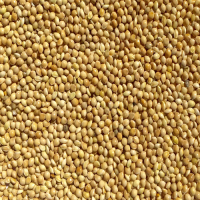 GOLDEN MILLET SEEDS / CLEAN FOOD GRADE / NO PRESERVATIVES / VEGAN SAFE