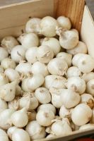 ORGANIC FROZEN ONION / HEALTHY KITCHEN ESSENTIAL / LOW CALORIE / CLEAN LABEL