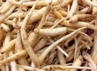 DANG SHEN ROOT / CLEAN LABEL / PLANT-BASED / WHOLE PIECES