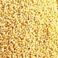 NATURAL WHOLE MILLET / CLEANLY PROCESSED / PLANT-BASED GOODNESS