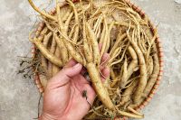 PLANT-BASED DANG SHEN ROOT / NATURAL / FOOD-GRADE MATERIAL