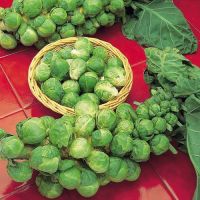 FRESH FROZEN CABBAGE / CLEAN LABEL / HEALTHY DIGESTION / ANTIOXIDANT-RICH