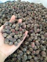DRIED MYRTLE BERRY POWER / ANTIOXIDANT-RICH / NO ADDITIVES / CLEAN LABEL