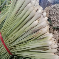 FRESHLY FROZEN LEMONGRASS / HERBAL WELLNESS / CLEAN INGREDIENT / FLAVOR ENHANCER