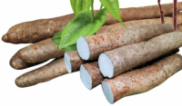 SUN-DRIED DIOSCOREA ROOT / CLEAN PROCESS / HIGH QUALITY