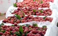 SUN-RIPENED LYCHEE / QUICK FROZEN / TROPICAL WELLNESS / CLEAN LABEL