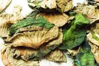 NELUMBO NUCIFERA BOTANICAL DRIED LEAVES / PLANT-BASED / NON-GMO / HAND SELECTED
