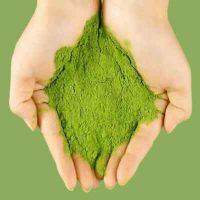 CLEAN PANDAN LEAF POWDER / IMMUNITY BOOST / CLEAN LABEL / ANTIOXIDANT-RICH