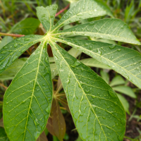 CASSAVA LEAF CHUNKS / 100% NATURAL / FOLATE BOOST / CLEAN EATING