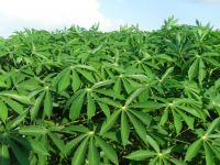 GREEN FREEZE CASSAVA LEAVES / TRADITIONAL CLEAN FOOD / MINERAL-RICH / READY TO COOK