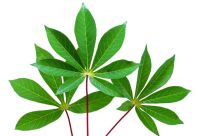 FROZEN YOUNG CASSAVA LEAVES / VITAMIN-PACKED / NO PRESERVATIVES / FARM-FRESH