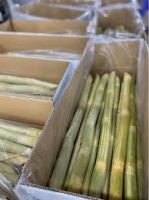 NATURALLY FROZEN SUGARCANE / CLEANLY PROCESSED / TROPICAL PLANT PRODUCT