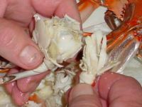 OCEAN FRESH PEELED CRAB MEAT / HIGH IN CALCIUM & ZINC / SWEET, SOFT, EASY TO USE