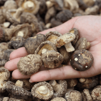 NATURAL SHIITAKE MUSHROOM / DEHYDRATED WHOLE / FOOD GRADE EXPORT