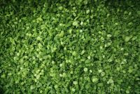 READY TO USE FROZEN GREEN ONION CUTS, NO ADDITIVES