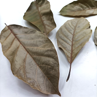 PURE AVOCADO LEAF / CLEAN LABEL / PLANT-BASED / NATURAL LEAF