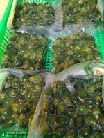 EXPORT GRADE BETEL NUT / FROZEN STORAGE / CLEANLY PROCESSED