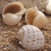 PURE SEA SHELL DECOR / SPOTTED TUN STYLE