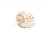 DRIED OCEAN SHELLS / NATURAL TEXTURE COLLECTION