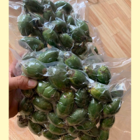 PURE FROZEN BETEL NUT / CLEAN LABEL / PLANT-BASED / NATURAL ORIGIN