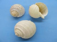 NATURAL TUN SHELL DECOR / HANDPICKED AND CLEAN