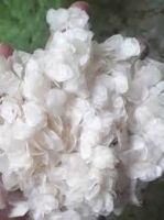 PURE FISH SCALE COLLAGEN SOURCE