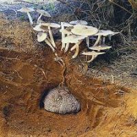 FORESTMILD TERMITE POWDER