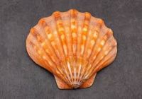 BOTANIC SHELL EXTRACTS  CLEAN LABEL GUARANTEED
