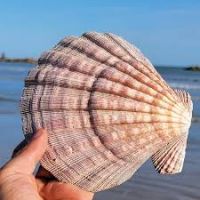 TERMINALIA LEAF-INFUSED SHELLS  VEGAN FRIENDLY