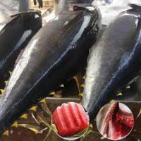 PURELEAF CANNED TUNA WITH NATURAL CATAPPA INFUSION FOR CLEAN LIVING
