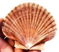PLANT-DERIVED SHELL LEAVES Ã¢ï¿½ï¿½ CLEAN FORMULA