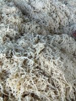 OCEAN HARVEST SEA MOSS / MINERAL RICH / CLEAN DEHYDRATED / PLANT SUPPORT