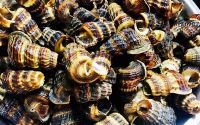 NATURALLY HARVESTED SEA SHELL CALCIUM SOURCE FOR CLEAN LIVING IMMUNE FRIENDLY SUPPORT SOLUTION