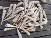 PURE NATURAL SEA SHELL MINERAL SOURCE FOR IMMUNE SYSTEM SUPPORT CLEAN LABEL INGREDIENT