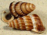 PLANT BASED CLEAN LABEL SEA SHELL MINERAL COMPONENT FROM PURE NATURAL OCEAN SOURCE