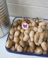IMMUNE BOOSTING CANNED STRAW MUSHROOM WHOLE