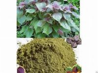 PURE PERILLA LEAF POWDER FROM VIETNAM